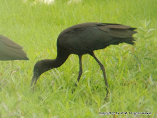 Glossy Ibis