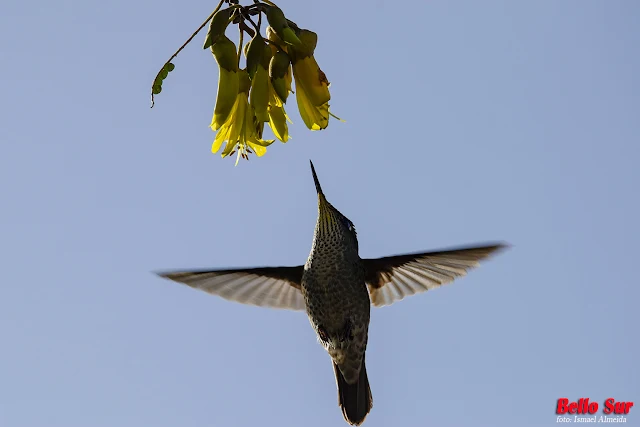 Alrededor de estas pequeñas aves siempre se auguran cosas buenas, incluso se le atribuyen poderes. Lo cierto es que son dueños de una particular belleza y carisma