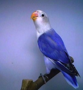 Gambar Ciri Burung Lovebird Biru Violet Beserta Harga 