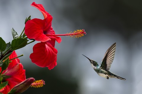 brown-hummingbird-selective-focus-photography