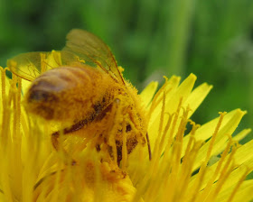 Bee on a dandelion