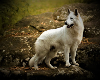 White Swiss Shepherd Dog  History The White Swiss Shepherd Is a Direct Descendant German Shepherd, and, in fact, before both the first and second were classified as one breed. At the end of the 19th century, when the Breed of German Shepherd was formed, all colors, including white, were adopted for standardization. It is now believed that the white sheepdog and the white Swiss Shepherd, as well as the German, are three different breeds, although they have the same origin.  The process of separation began after 1920 when the German Shepherd breed, with white hair color, was culled to participate in dog shows. By the way, it is interesting to know, the first officially registered German Shepherd named Horand von Grafrat had a classic color, although the great-great-grandfather of this dog on the maternal line was pure white. After 1970, there were breeders who engaged in the purposeful breeding of white sheepdogs, and, a large role in this played American enthusiasts.  Paradoxically, at first, some individuals born in the U.S. were registered in Switzerland - obviously to emphasize ancestral roots. Although, at home, they were registered as a subspecies of German Shepherds, and the first association of the breed of white sheepdogs appeared in America, and not in their homeland, which again is paradoxical. In Switzerland, these dogs, as a separate breed called the white Swiss Shepherd, were registered and recognized officially only in 1991. After Switzerland, in 1992 the breed was recognized by Holland and other European countries.   Characteristics of the breed popularity                                                           04/10  training                                                                10/10  size                                                                        06/10  mind                                                                     10/10  protection                                                          09/10  Relationships with children                         10/10  Dexterity                                                             07/10     Breed information country  Switzerland, USA  lifetime  10-13 years old  height  Males: 60-66 cm Bitches: 55-61 cm  weight  Males: 30-40 kg Suki: 25-35 kg  Longwool  Long  Color  White  Swiss-shepherd-vs-german-shepherd,Swiss-shepherd-price,Swiss-shepherd-puppy,Swiss-shepherd-for-sale,Swiss-shepherd-nz,Swiss-shepherd-temperament,  Description This breed in outlines is very similar to the German Shepherd and the difference in physique and size is almost non-existent. Paws are slightly longer than the middle, the tail is draped up and bent, the neck is long, the muzzle resembles a wolf, ears triangular, straight. German Shepherds in general in outlines in many ways resemble wolves.     Personality all German Shepherds and the white Swiss Shepherd is no exception. These are very inquisitive and intelligent dogs with a balanced and balanced character. Many believe that the German Shepherd as such, it is generally the ideal of a companion dog - the best friend of the man, who can always be relied on and who will never betray and help out in a difficult moment.  The Swiss White Shepherd is well-trained and very devoted to the owner and his family. By the way, usually, these dogs clearly understand the difference between the family and the owner, who, in their consciousness is something of a leader of the pack. High energy requires training, long walks, and developed intelligence - training teams and intellectual games. These are strong and confident dogs, but if the owner disappears for a long time, they are very bored.  The white Swiss Shepherd takes strangers with caution, observes their behavior, but without reason of hostility does not experience. If you raise an animal in the right way, you cannot worry about unreasonable aggression, unfriendly and other similar manifestations.  On the contrary, your dog will feel great both in the family and in the circle of your friends or unfamiliar people. To do this, the dog requires early socialization - acquaintance with other people of all ages, as well as constant communication with other dogs. By the way, with cats, this breed is also better to introduce at an early age. The white Swiss Shepherd treats children well, being a good nanny and a reliable protector.  A deep understanding of responsibility is possible due to the legendary intelligence and ingenuity of these dogs, as well as their soul and kindness with which they perceive their family. They are used as guard dogs, as guide dogs, just as a companion for the whole family - you can say, in a sense, the Shepherd is the embodiment of the best qualities of the dog. And it is up to you to develop them.     Teaching Breed white Swiss Shepherd, although it needs early socialization, well perceives the process of learning, and if the owner does everything right, he will not have any problems. Training can begin at an early age, in about six months, with the formation of behavior, acquaintance with other people and animals. Gradually, you can enter basic commands into the classes.  If you need special skills, you can wait until the age of one year. Complex commands, skills to help people with special needs, attack skills, or master protection white Swiss Shepherd assimilates well and quickly, getting pleasure from the learning process. Complex specialized skills are usually trained by trainers.     Swiss-shepherd-vs-german-shepherd,Swiss-shepherd-price,Swiss-shepherd-puppy,Swiss-shepherd-for-sale,Swiss-shepherd-nz,Swiss-shepherd-temperament,  Care The white Swiss Shepherd requires combing the wool at least once a week. Also, do not forget to prune the pet claws in time, and make sure that the ears and eyes of the animal always remain clean, removing the sediment. You should bathe the dog at least once a week.     Common diseases This breed is in good health, but some problems still occur. Among them:  hip dysplasia; elbow dysplasia; osteoarthritis, as a complication of the two aforementioned diseases; Ponytail syndrome; degenerative myelopathy - many scientists believe that German Shepherds, and therefore white, have a hereditary propensity for this disease; von Willebrand disease - blood clotting disease, also belongs to the investigating type; exocrine insufficiency of the pancreas.