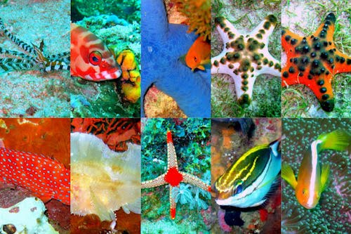 Viaje al fondo del mar II (peces, corales y arrecifes)