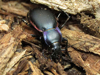 Carabus (Megodontus) violaceus andrzejuscii IMG18181