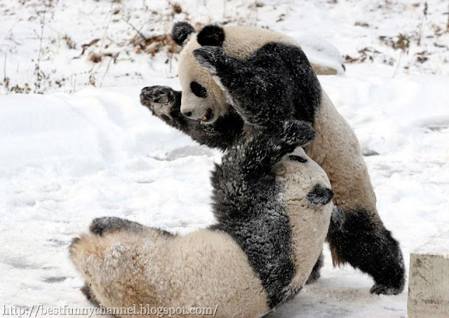 Pandas while playing.