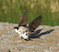 Avión común pisando