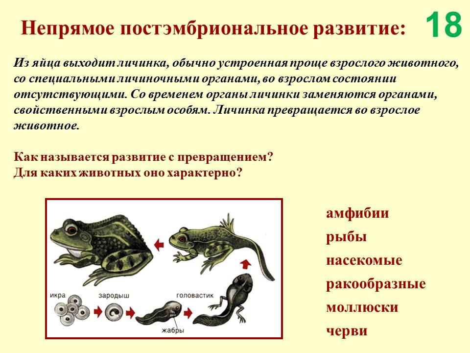 Пауки непрямое развитие. Постэмбриональный период прямое и Непрямое развитие. Постэмбриональное развитие животных. Схема постэмбрионального развития. Типы постэмбрионального развития.