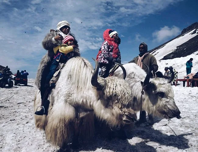 Yak ride in Manali