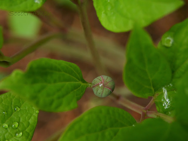 Paeonia obovata