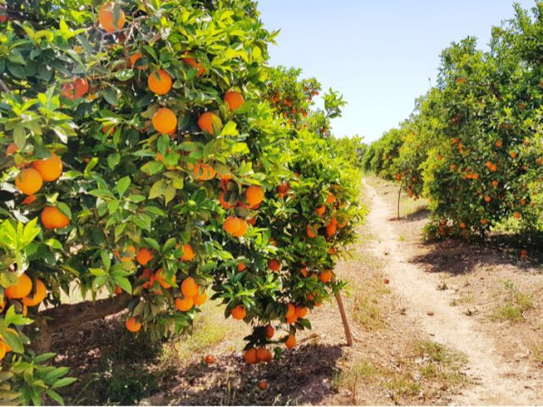 Feasibility study of the orange tree planting project;