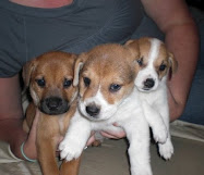 Maverick, Chubbs, and Lyra