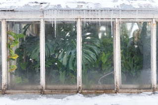A frosty view from outside a greenhouse looking in. You can see the tropical plants inside.
