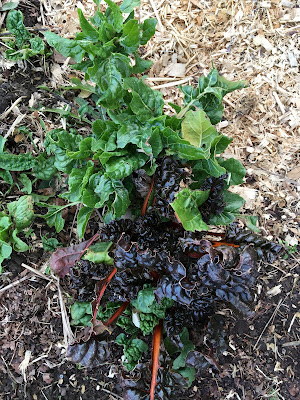 2021 winter garden - swiss chard