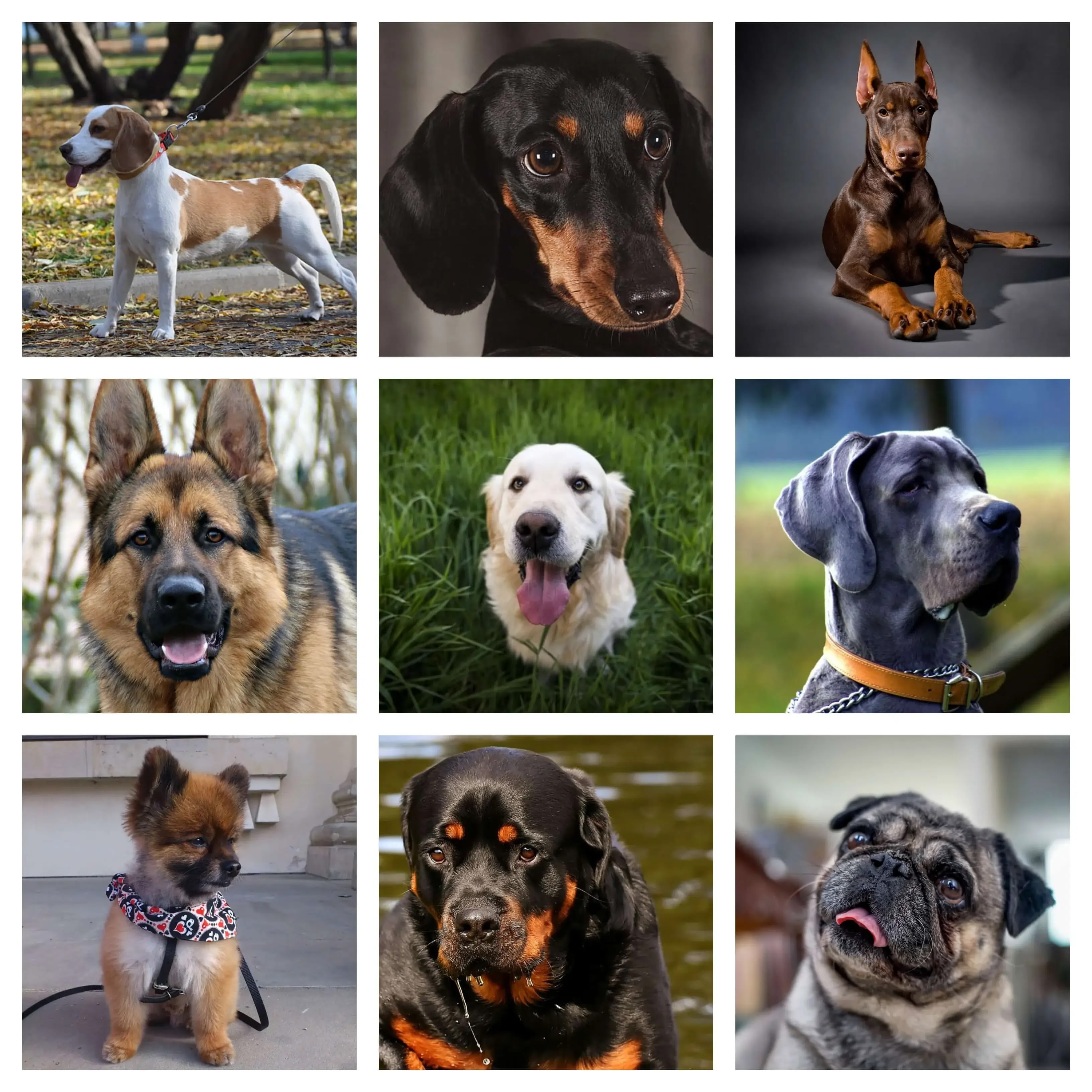 Top 10 Dog Breeds In India Diser