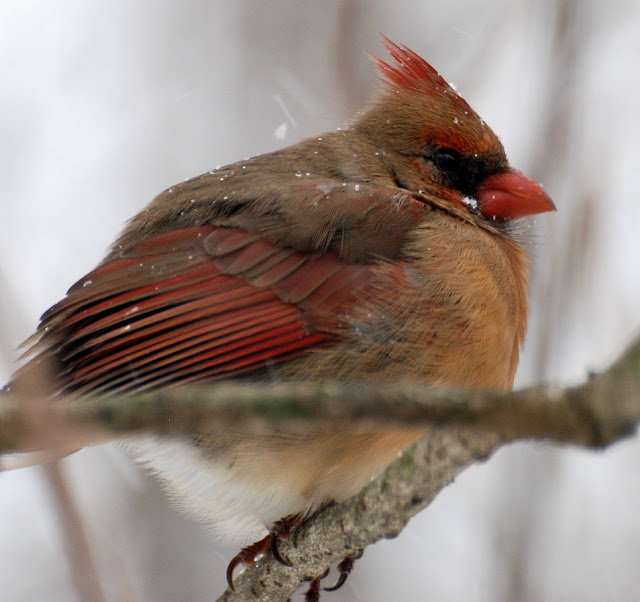 Cardinal Birds In Florida