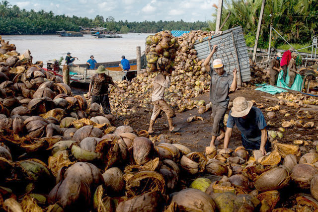 Βιετναμέζοι εργάτες εργοστασίου φορτώνουν συρμάτινα καλάθια με φλοιούς καρύδας - Δέλτα του Μεκόνγκ, Βιετνάμ