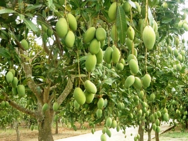 Konsep Baru Pohon Mangga Harum Manis, Info Penting!