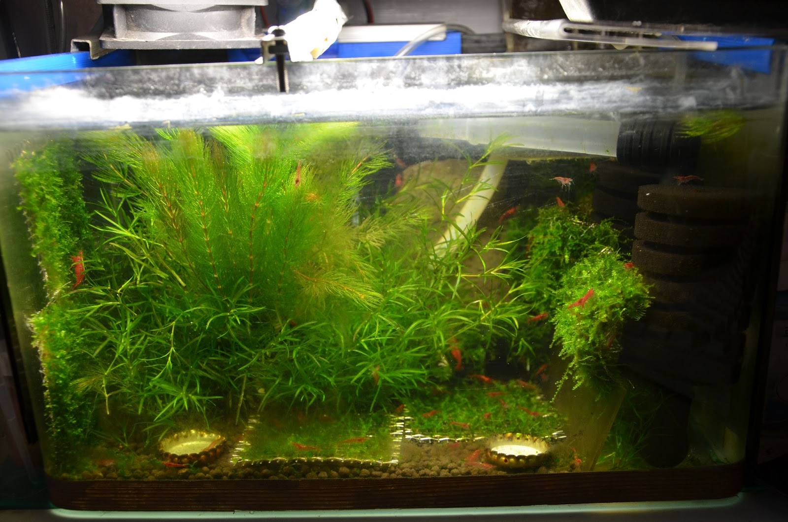 相機記錄我的生活 Diy 水草缸co2 相機記錄我的生活 Diy 水草缸co2