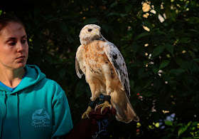 A leucistic male red-tailed hawk perches on a rehabber's arm.