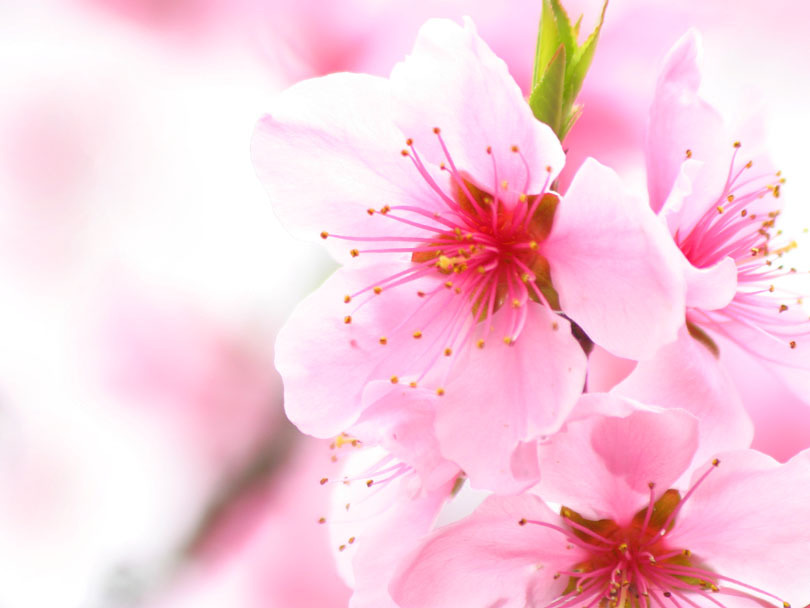 A cherry blossom is the flower of the cherry trees known as Sakura