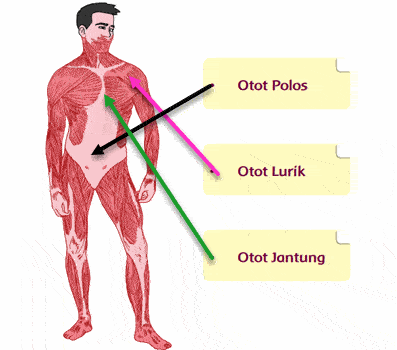 Lokasi Otot Manusia