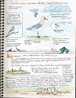 Bird Watching Diary