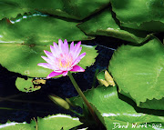 . lilly pads and lotus plants. The lotus in my backyard would be lucky to . (lotus flower lilly pad water aquatic flower purple pond lake sun grow large )