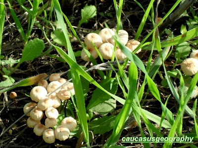 free white mushrooms image