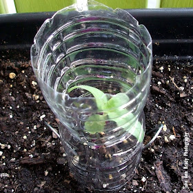 Chianti Hybrid Sunflower Seedlings Protective Covering