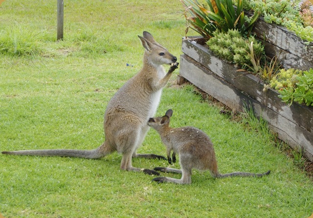 Local wallabies