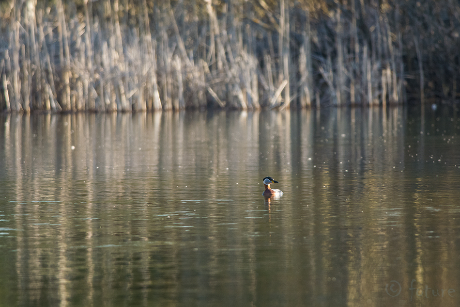 Hallpõsk-pütt, Podiceps grisegena, Red-necked Grebe, Grey-cheeked Grebe