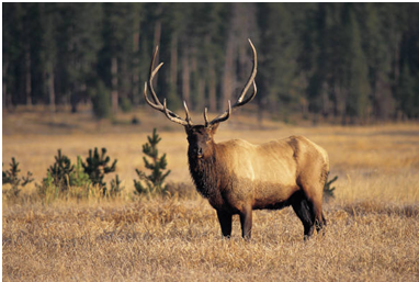 elk or wapiti , Elk Facts