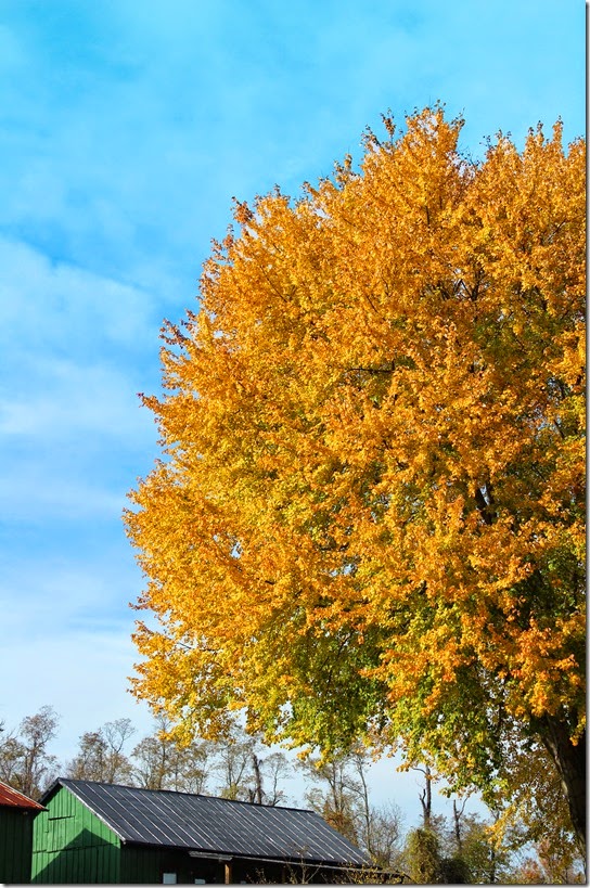 yellowtree