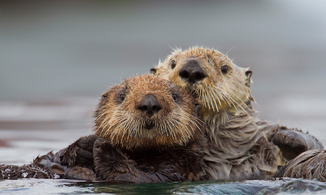 Sea Otter - Nutria Marina