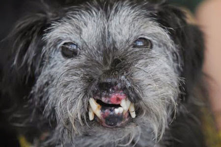 Hubble ugliest dog