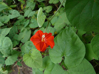 Ipomoea hederifolia - Ipomée à feuilles de lierre