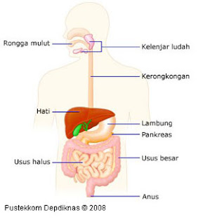 Belajar ilmu pengetahuan alam tentunya tidak lepas dari bahan biologi Macam-macam Enzim Pencernaan dan Fungsinya