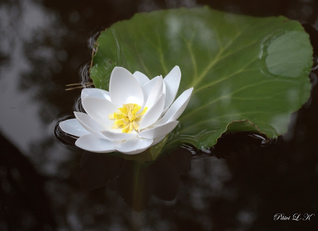 water lily flower