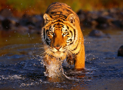 Harimau Bengal India