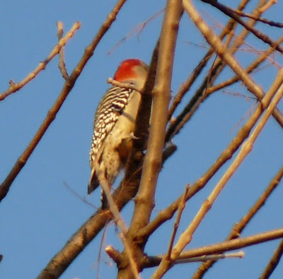 red-bellied woodpecker