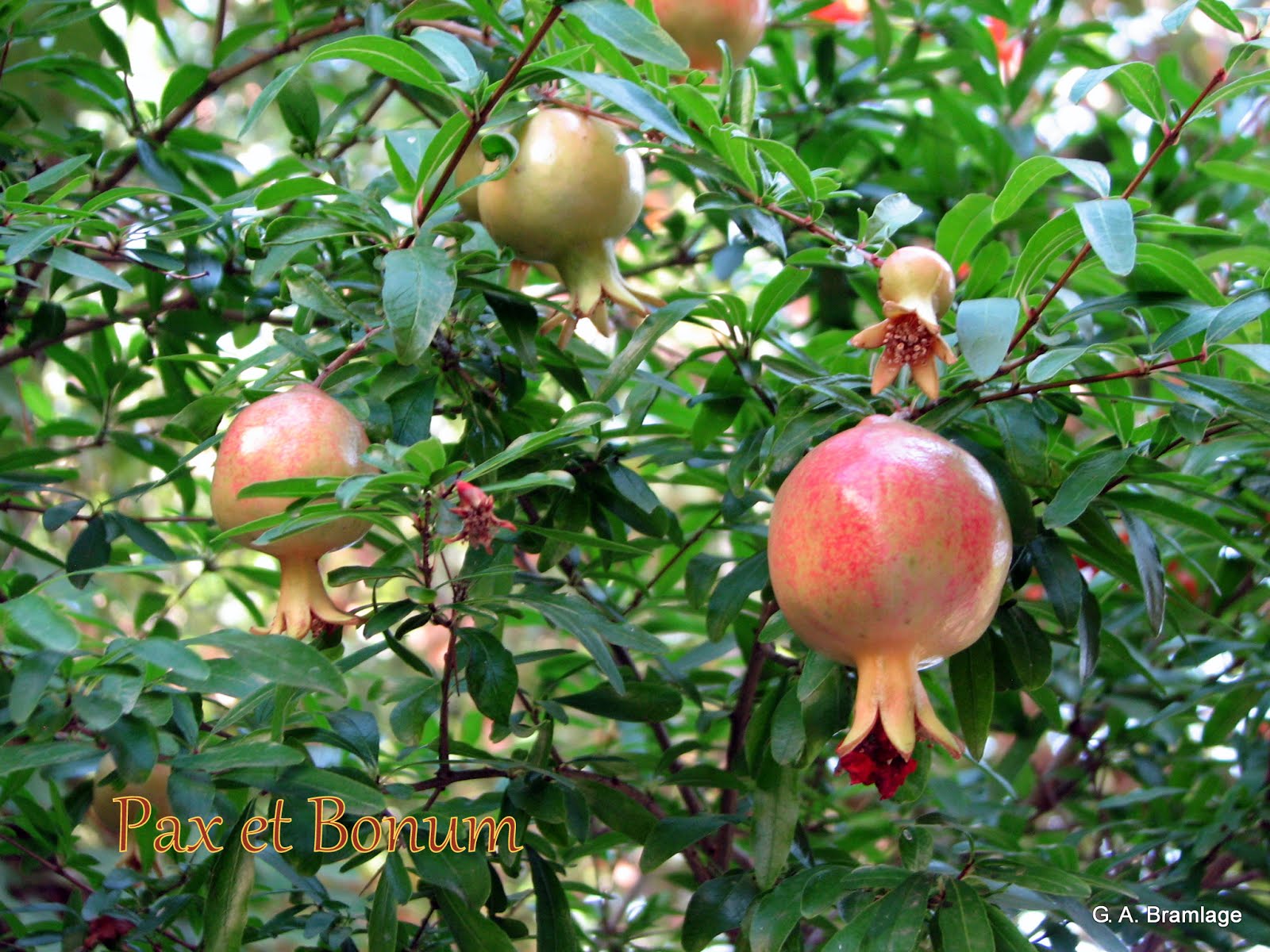 Pomegranate: Rebirth, Resurrection & Immortality