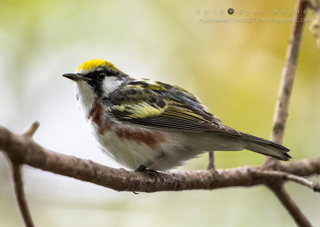 Blogs about Ohio birds