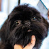 Professional Pet Grooming Vacuum Kit