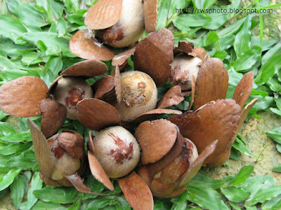 Shorea (Meranti) Nuts