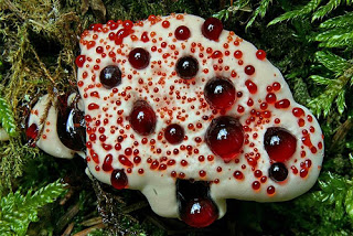 Bleeding Tooth Fungus