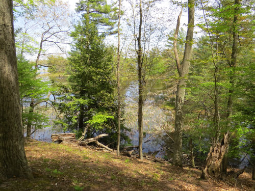 Hamlin Lake backwaters