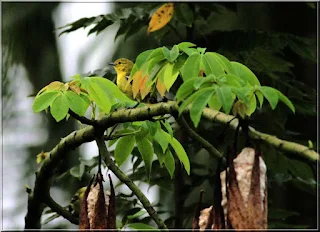 Birds at  Kapok Tree Common Iora