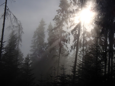 Grzyby na Orawie, grzybobranie w lipcu, grzyby lipca, pieprznik jadalny, kurka, Cantharellus cibarius, muchomor czerwieniejący Amanita rubescens, borowik ceglastopory, pociec, Boletus luridoformis