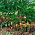 Manfaat dan Khasiat Bangle (Zingiber purpureum Roxb.)