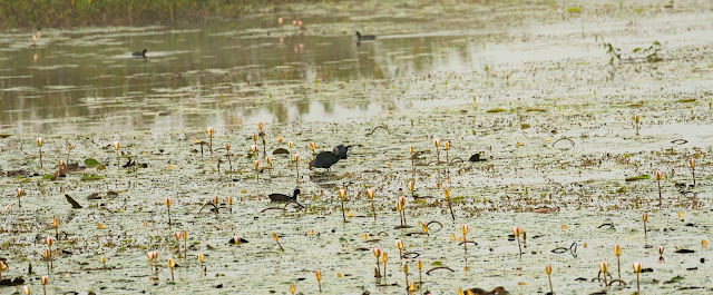 Kabini reservoir birds